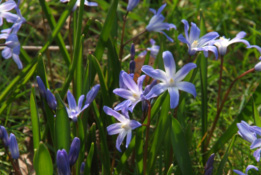 Scilla forbesii(Scilla siehei) Grote sneeuwroem bestellen